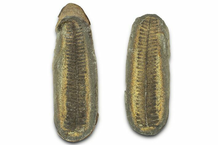 Fossil Fern (Pecopteris) Nodule Pos/Neg - Mazon Creek #325885